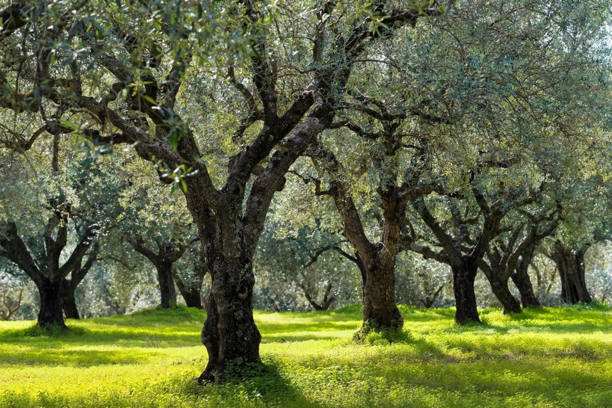 Αίτημα για ενίσχυση στις δενδρώδεις καλλιέργειες